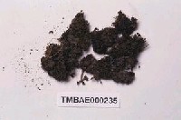 藏品(卷葉濕地苔)的圖片
